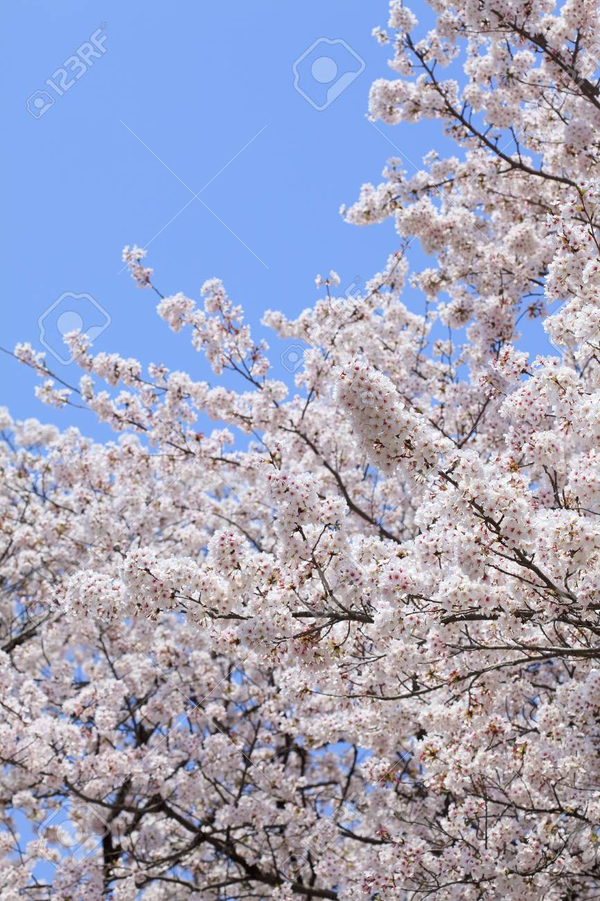 ピンク アブルーム日本 さくら の桜美しいボケ味を持つ晴れた春の日 の写真素材 画像素材 Image ピンク アブルーム日本 さくら の桜美しいボケ味を持つ晴れた春の日 の写真素材 画像素材 Image
