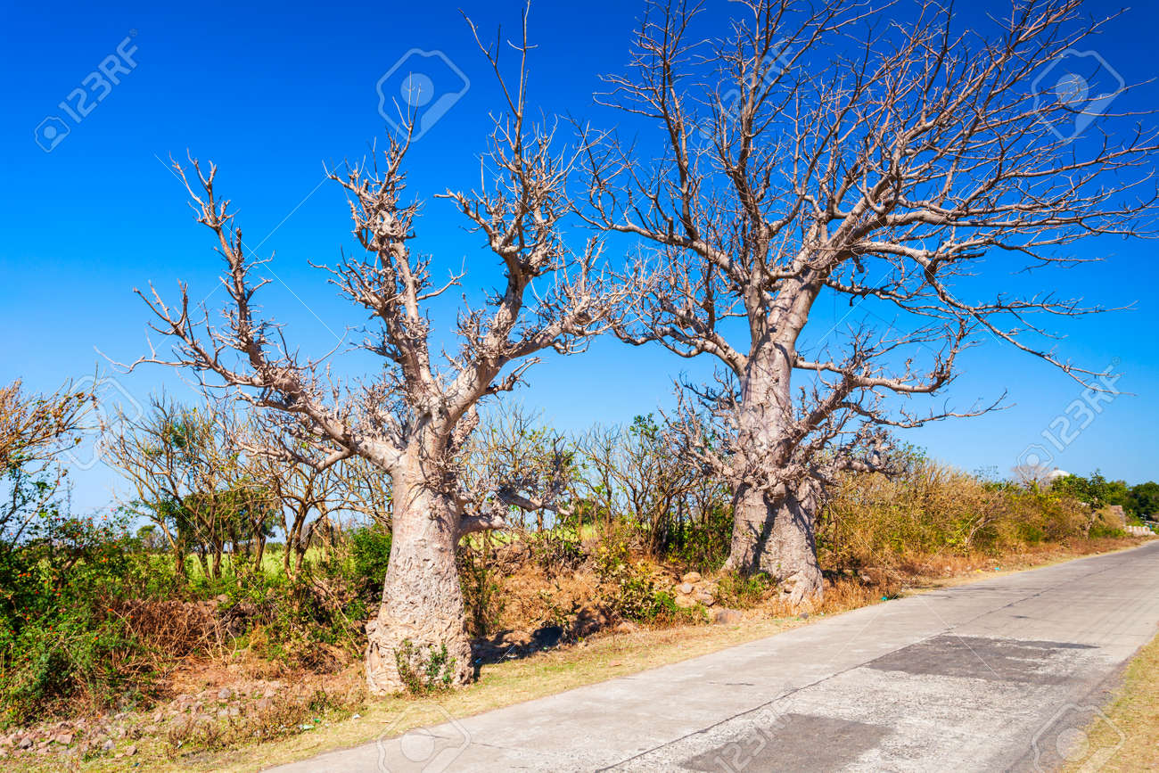 Baobab trees or Adansonia without foliage in Mandu ancient city in Madhya Pradesh state of India - 159442732 Baobab trees or Adansonia without foliage in Mandu ancient city in Madhya Pradesh state of India - 159442732
