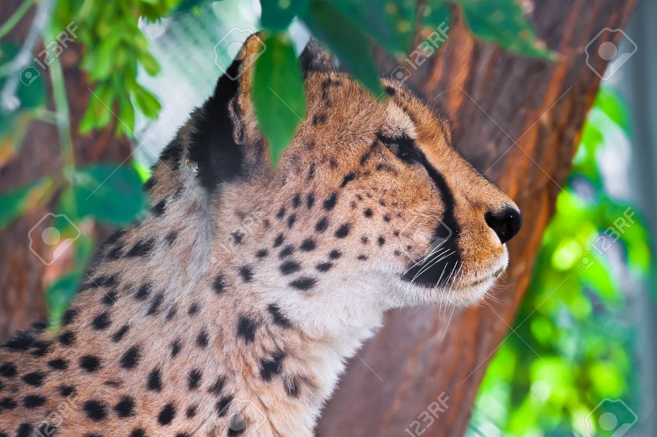 etiam-dictum-ipsum-a-felis