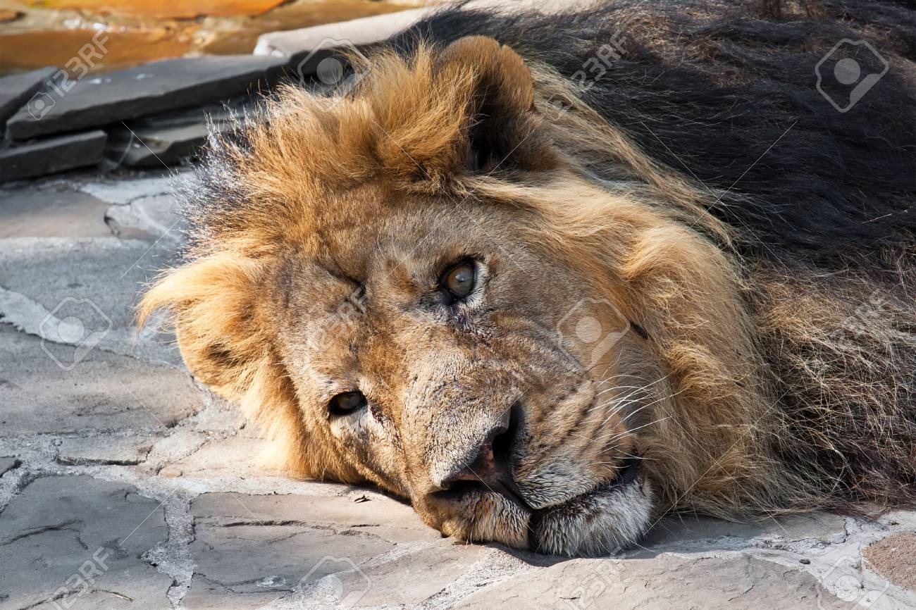 In Africa, the king of animals did not let tourists into the toilet In Africa, the king of animals did not let tourists into the toilet