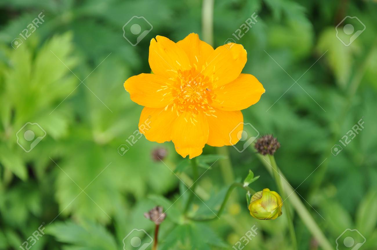 etiam-dictum-ipsum-a-felis