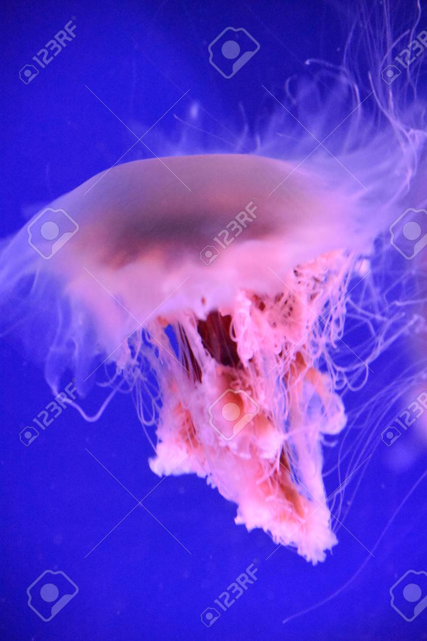 ライオンのたてがみクラゲ の写真素材 画像素材 Image ライオンのたてがみクラゲ の写真素材 画像素材 Image