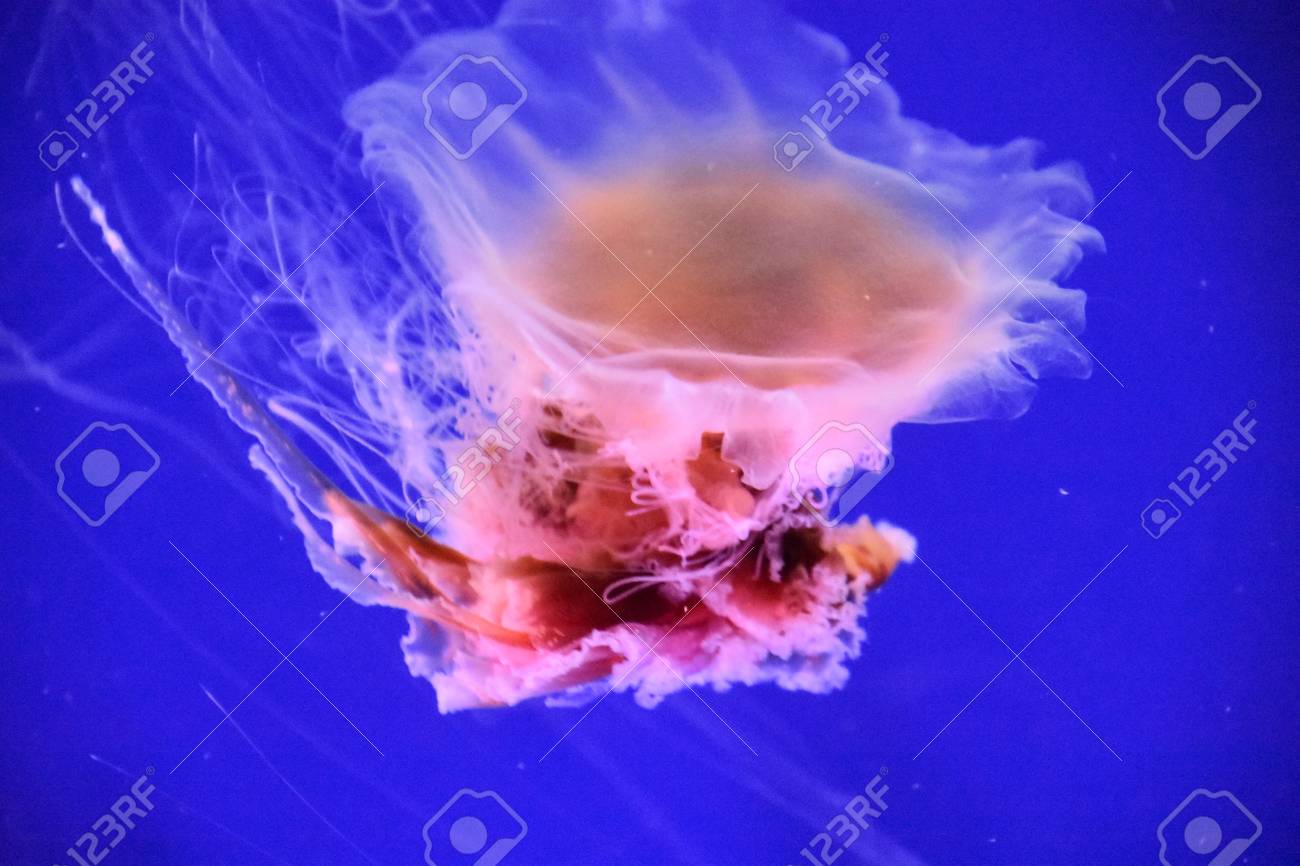 ライオンのたてがみクラゲ の写真素材 画像素材 Image ライオンのたてがみクラゲ の写真素材 画像素材 Image