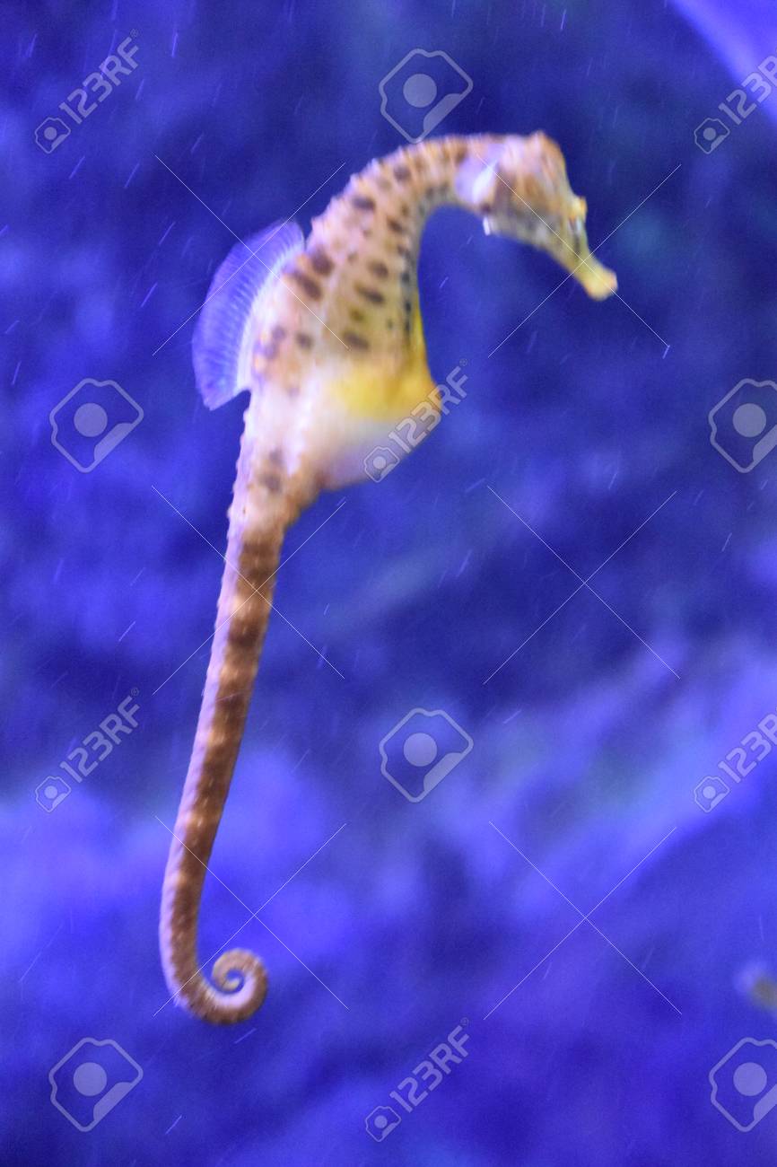 タツノオトシゴ の写真素材 画像素材 Image タツノオトシゴ の写真素材 画像素材 Image