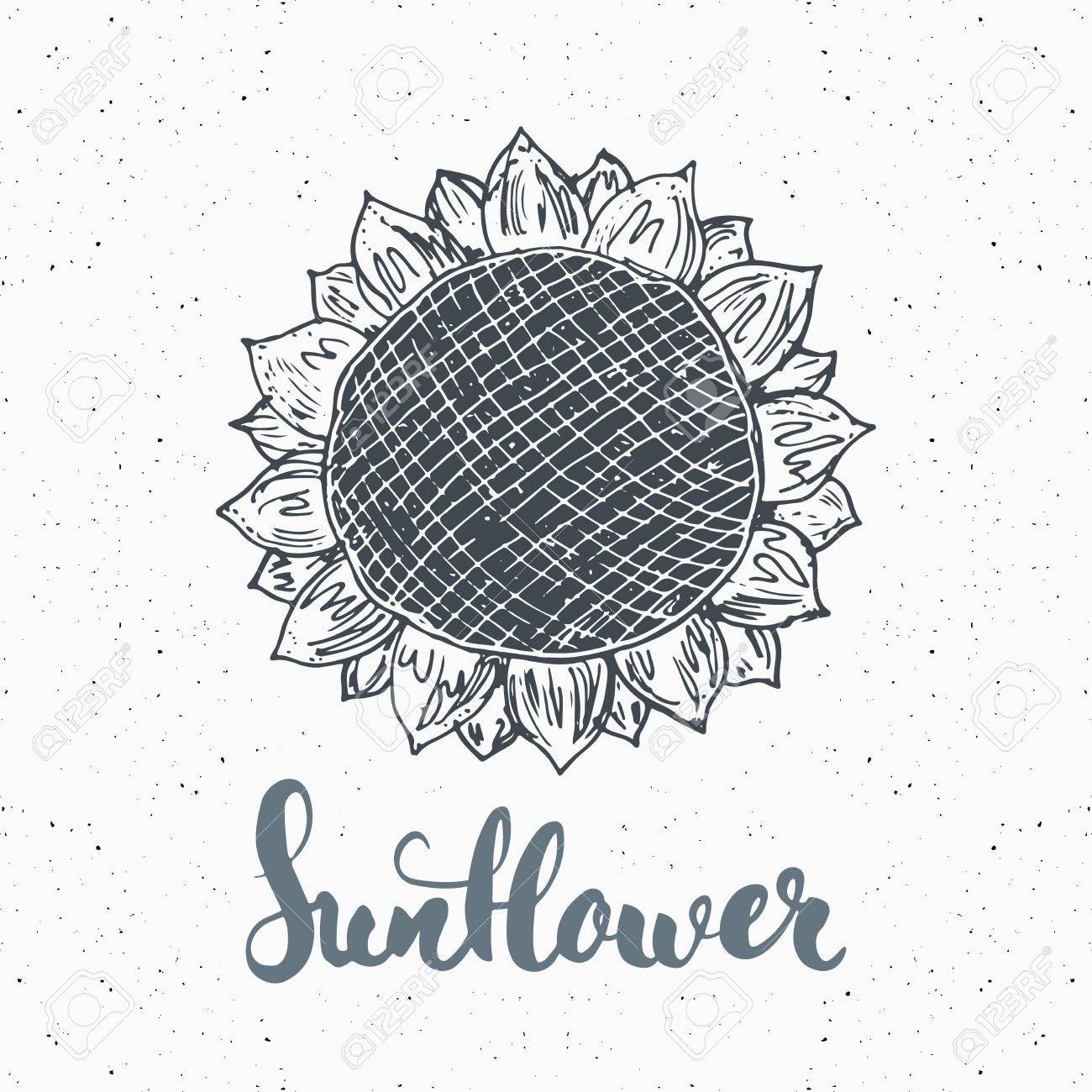 sunflower sketch with lettering vintage label hand drawn grunge