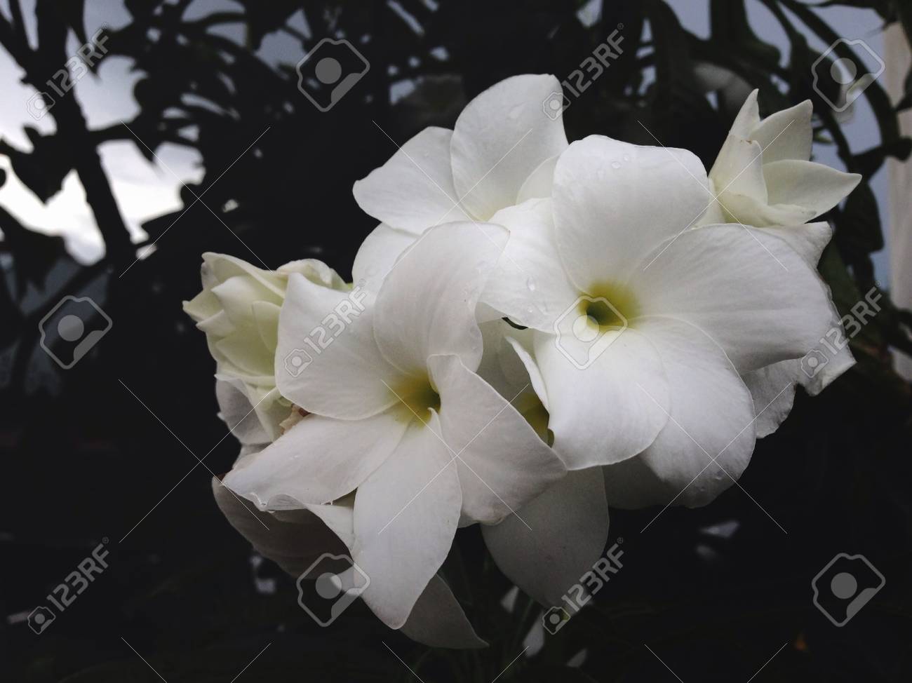 etiam-dictum-ipsum-a-felis