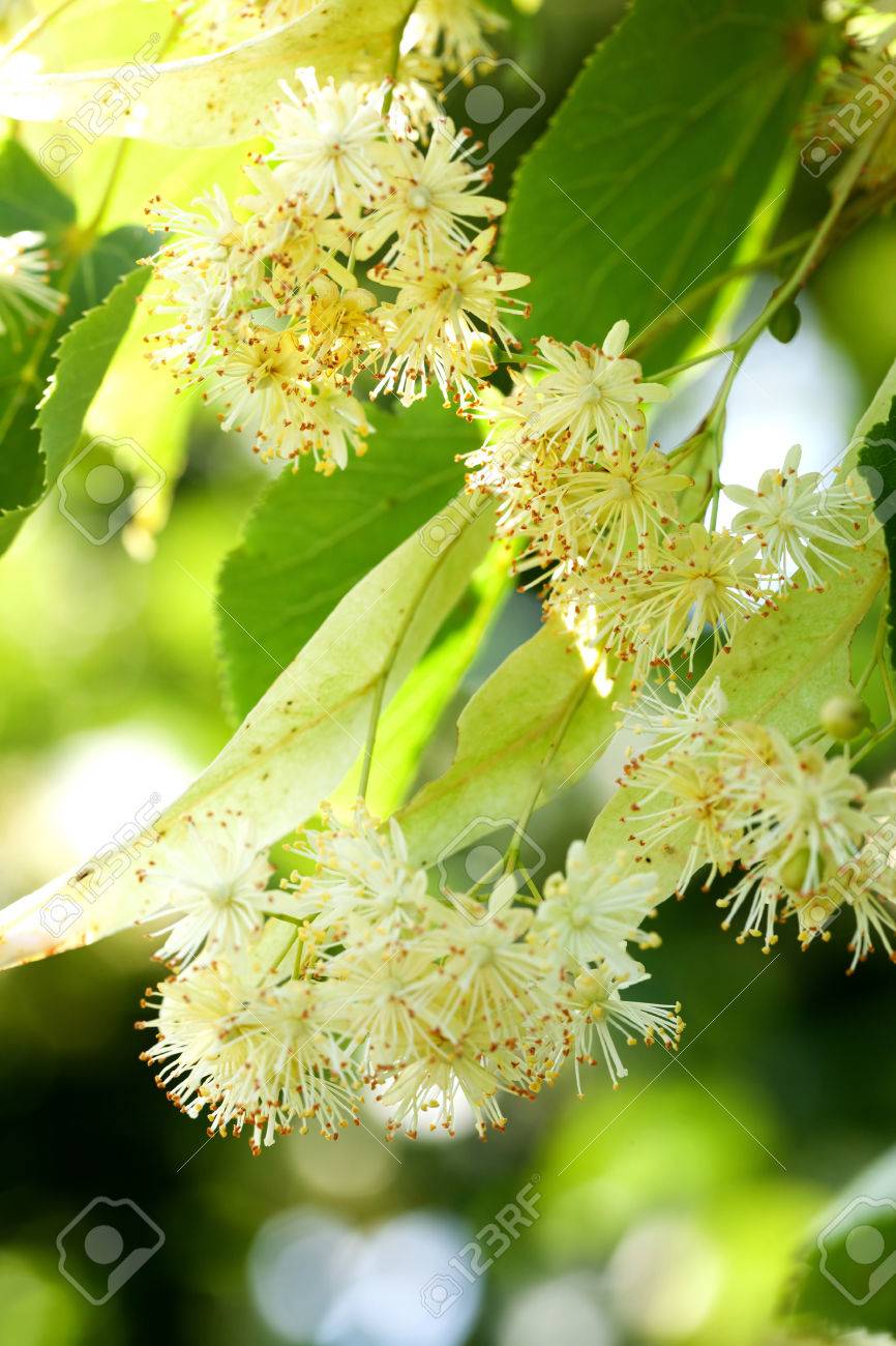 菩提樹の花 の写真素材 画像素材 Image 5505
