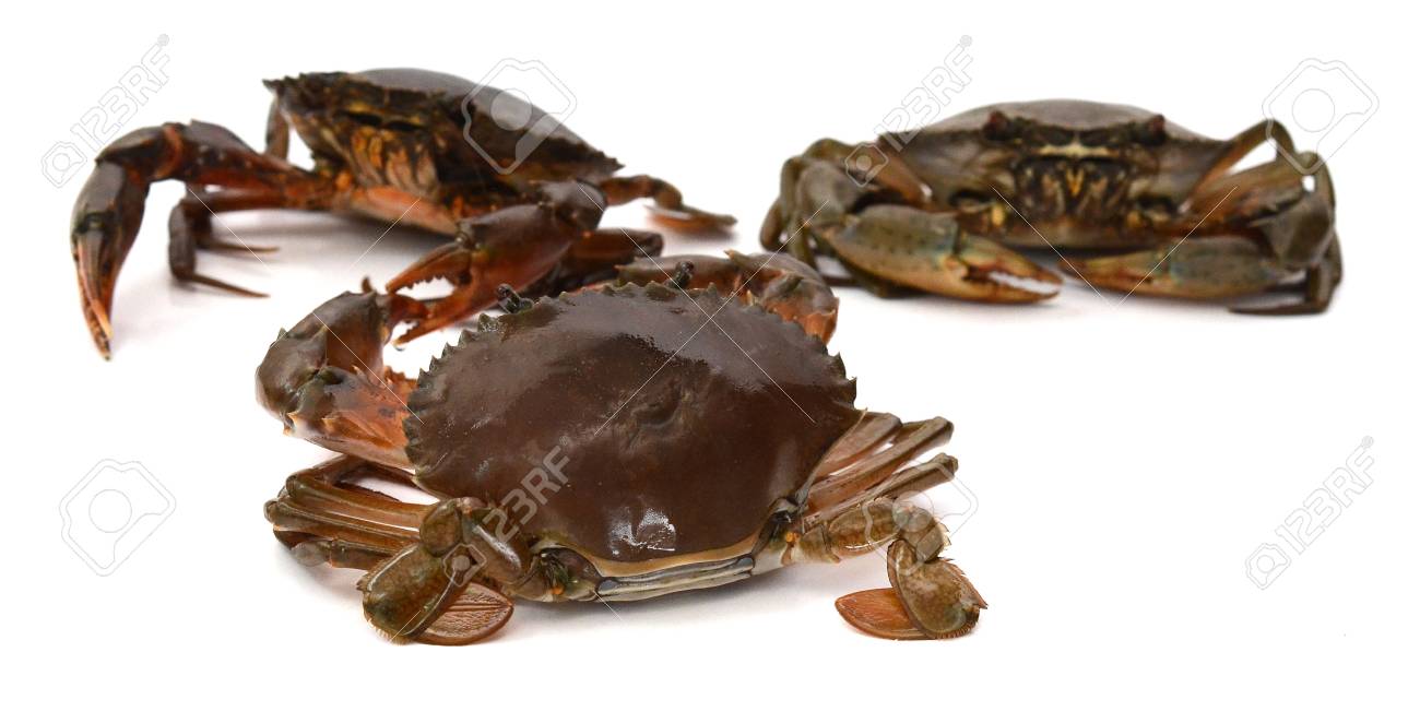 Scylla serrata. Mud crab isolated on white background with copy space. Raw materials for seafood restaurants concept. - 118103345 Scylla serrata. Mud crab isolated on white background with copy space. Raw materials for seafood restaurants concept. - 118103345
