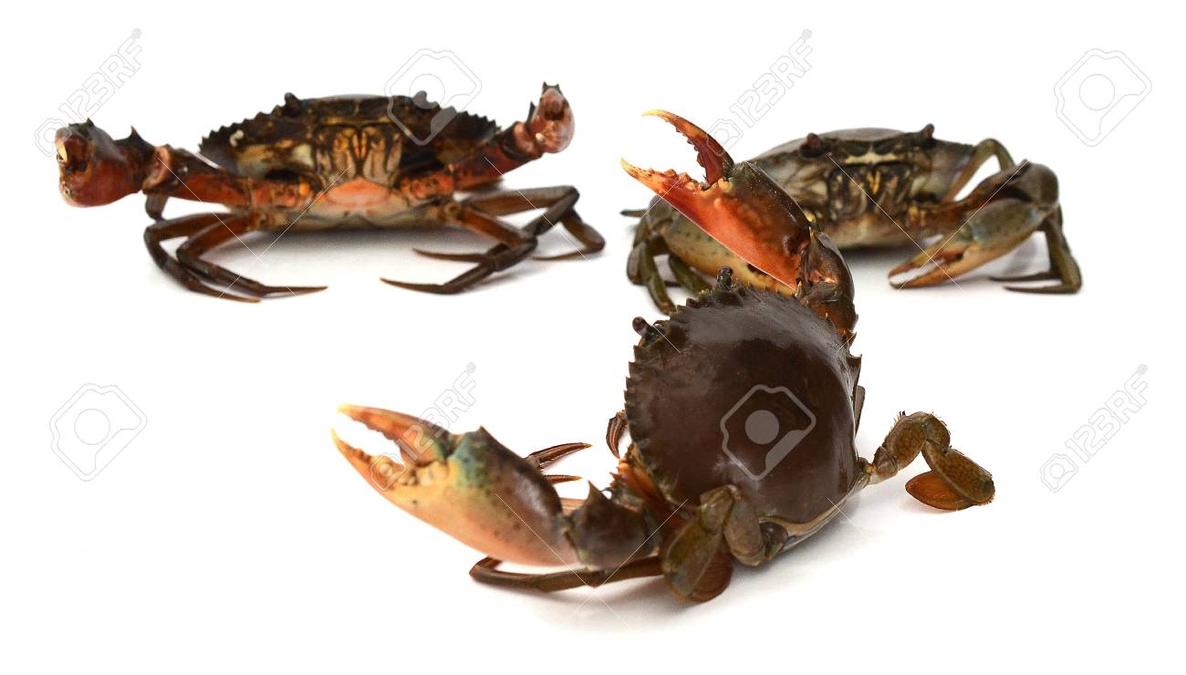 Scylla serrata. Mud crab isolated on white background with copy space. Raw materials for seafood restaurants concept. - 118103346 Scylla serrata. Mud crab isolated on white background with copy space. Raw materials for seafood restaurants concept. - 118103346