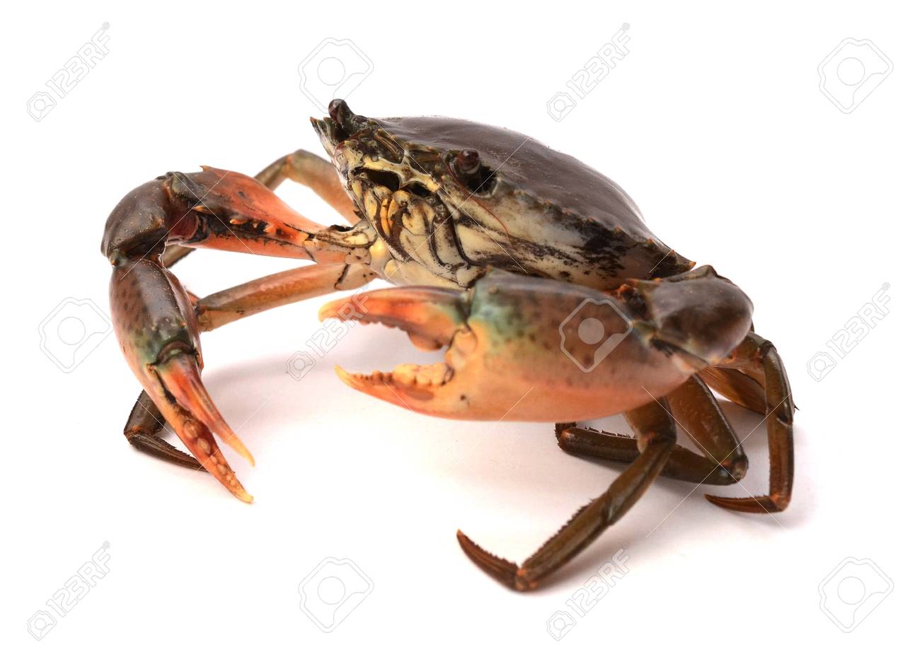 Raw big sea crab on white background, Seafood - 118103350 Raw big sea crab on white background, Seafood - 118103350