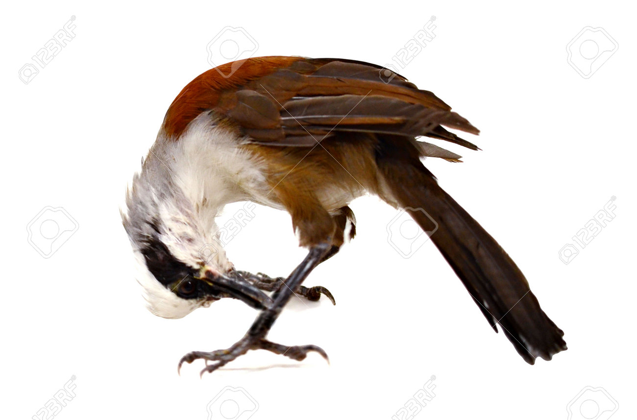 etiam-dictum-ipsum-a-felis