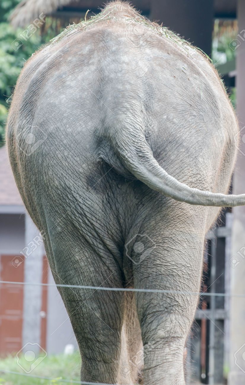62988457-big-ass-of-elephant.jpg