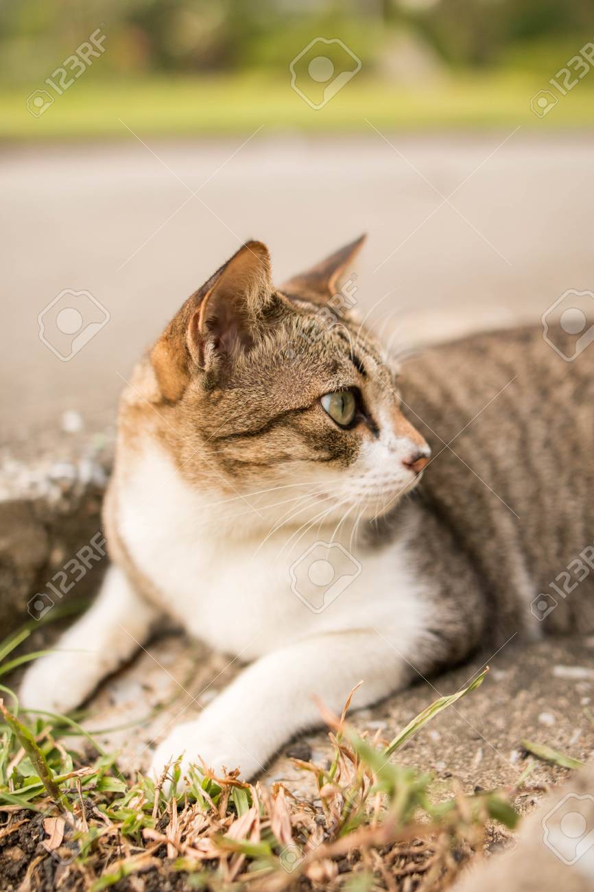 Chat Drole Mignon Pres De La Promenade Dans Le Jardin Banque D Images Et Photos Libres De Droits Image