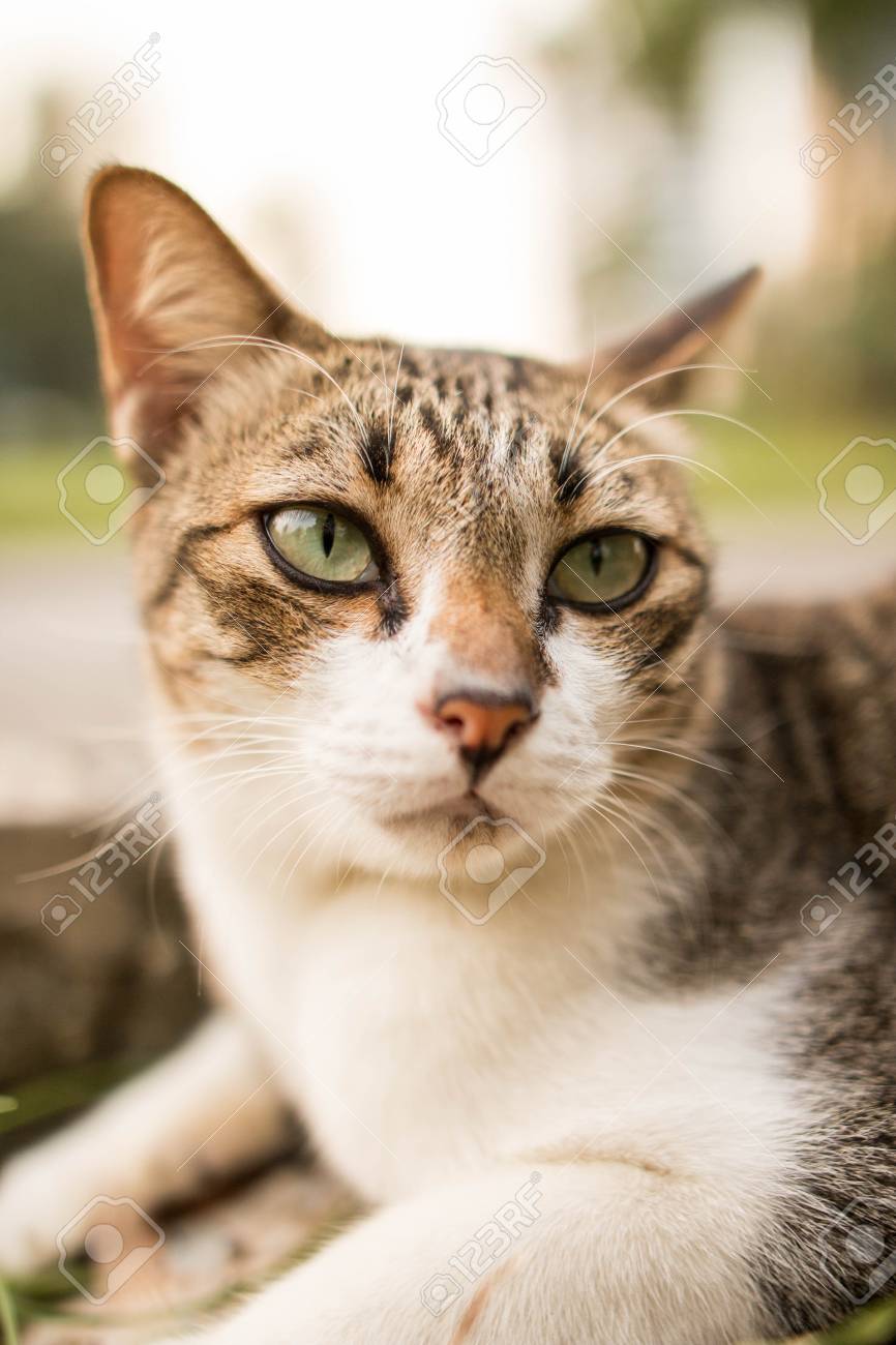 Chat Drole Mignon Pres De La Promenade Dans Le Jardin Banque D Images Et Photos Libres De Droits Image