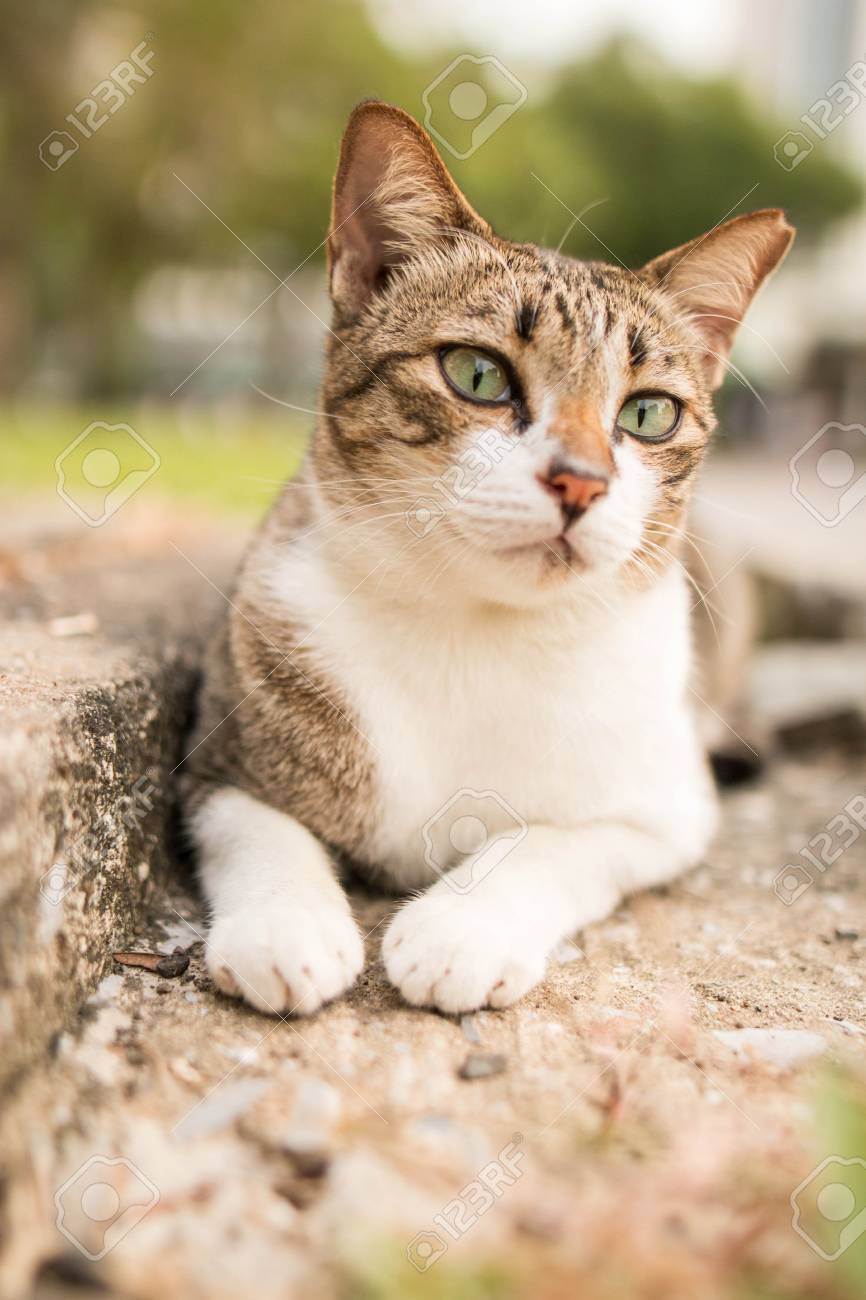 かわいい面白い猫を庭の散歩道のクローズ アップ の写真素材 画像素材 Image かわいい面白い猫を庭の散歩道のクローズ アップ の写真素材 画像素材 Image
