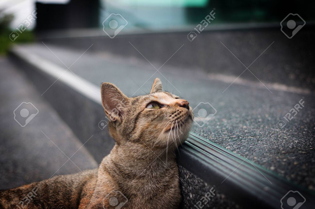 etiam-dictum-ipsum-a-felis