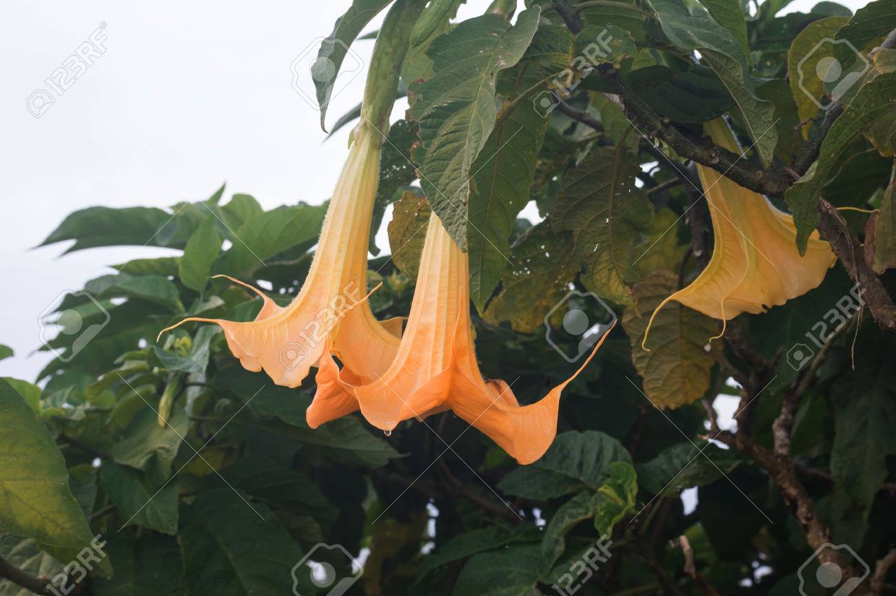 キダチチョウセンアサガオ属の花 悪魔の息 の写真素材 画像素材 Image