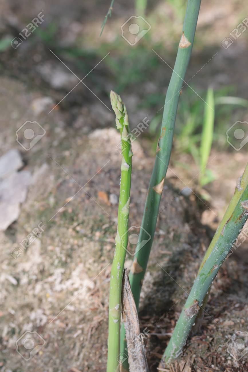 Fresh Green Asparagus Tree From Thailand Garden Stock Photo, Picture and  Royalty Free Image. Image 78162296., image size:866x1300