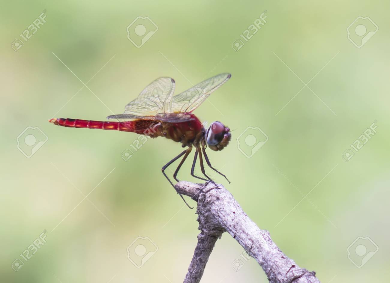 etiam-dictum-ipsum-a-felis