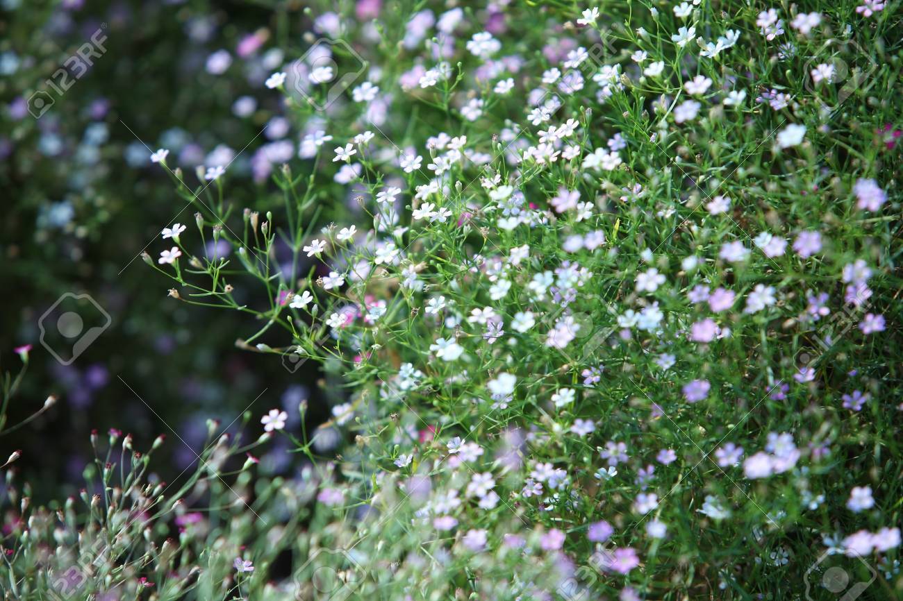 カスミソウの花 の写真素材 画像素材 Image カスミソウの花 の写真素材 画像素材 Image