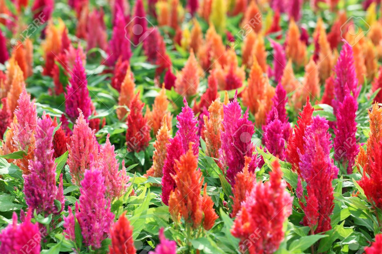 Colorful Celosia Garden Stock Photo Picture And Royalty Free Image Image 40392738<script async src=