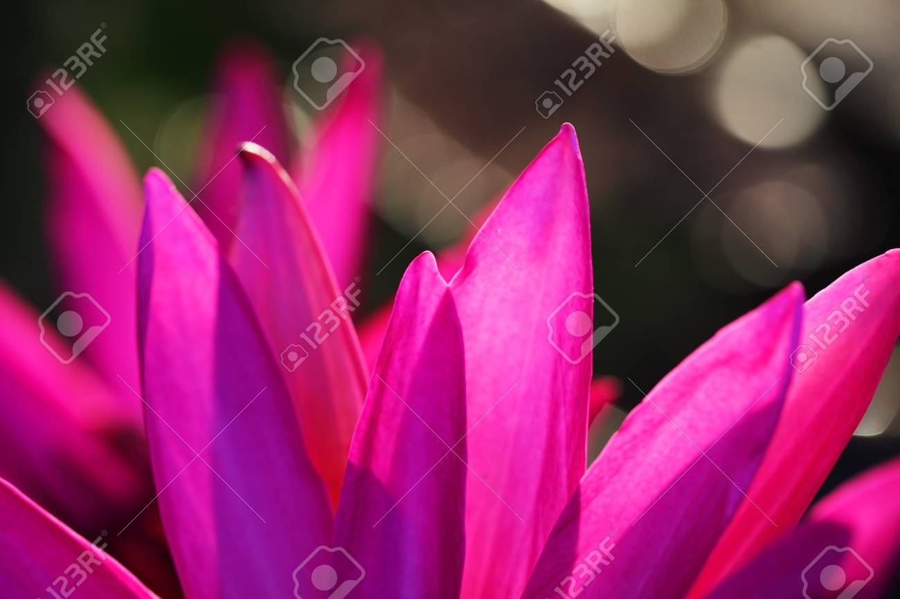 背景に美しいボケ味を持つ咲く蓮華の花びらの概要です の写真素材 画像素材 Image