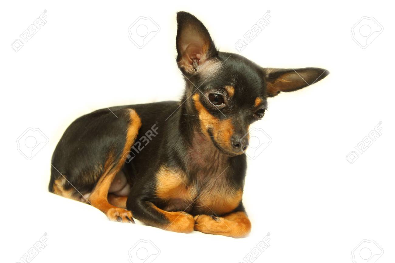 mini pinscher toy