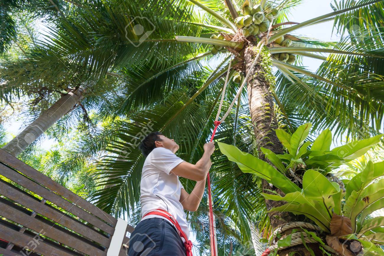 man climbing coconut palm