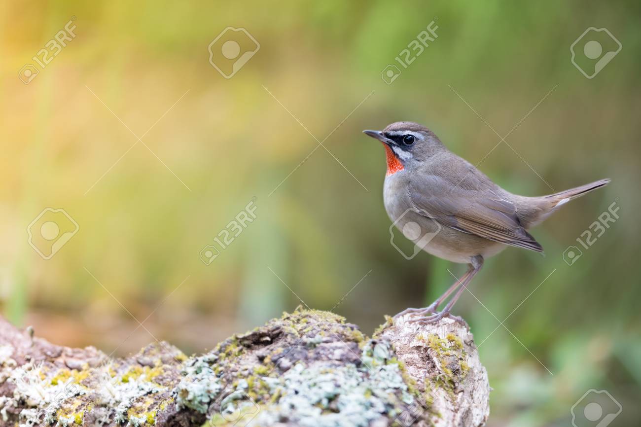Rouge Queue à Front Blanc Lpo Auvergne Rhône Alpes