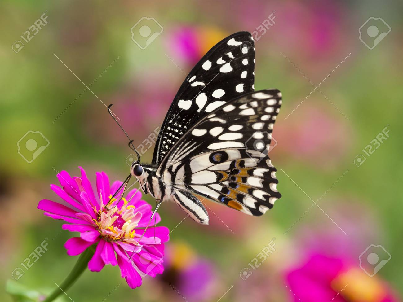 Butterfly And Flowerの写真素材・画像素材 Image 27868159