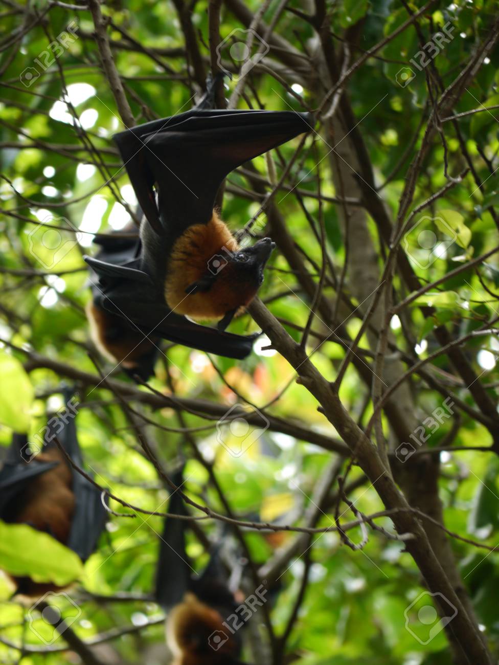 etiam-dictum-ipsum-a-felis