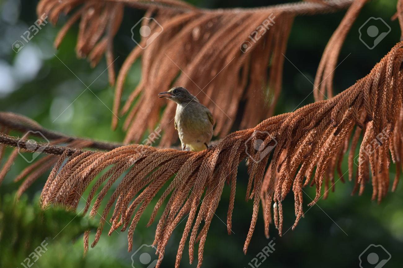 etiam-dictum-ipsum-a-felis