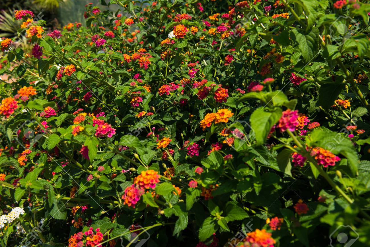 Grosse Weise Mediterrane Blume Und Pflanze Lantana Camara Lizenzfreie Fotos Bilder Und Stock Fotografie Image 9679 Grosse Weise Mediterrane Blume Und Pflanze Lantana Camara Lizenzfreie Fotos Bilder Und Stock Fotografie Image 9679