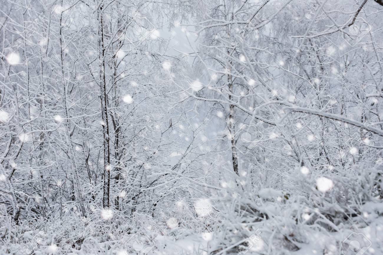 Snow Covered Trees And Heavy Snowing In The Mountains. Christmas Concept Stock Photo, Picture And Royalty Free Image. Image 91049734.