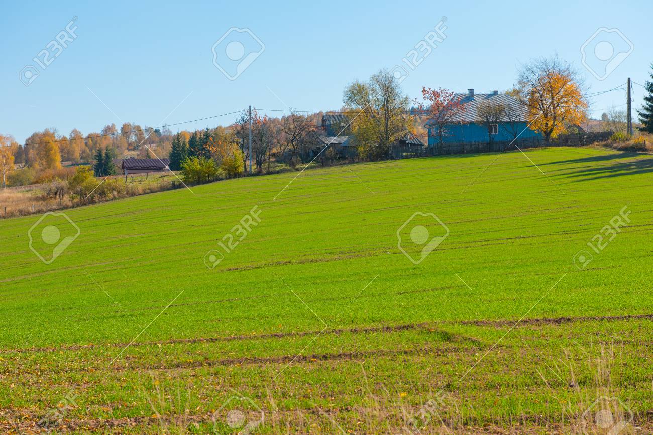 Green arable field. Agricultural meadow, wheat during summer - 104731313 Green arable field. Agricultural meadow, wheat during summer - 104731313