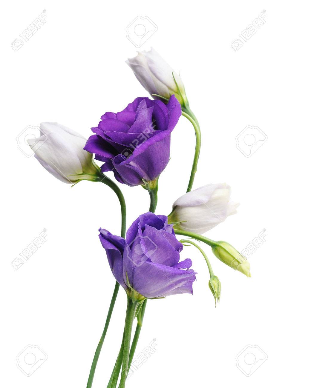 light purple flowers eustoma isolated on white purplr flowers