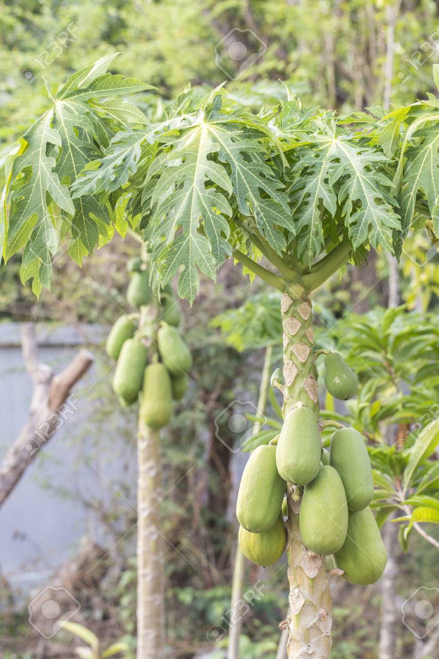 Hangende Gruppen Von Green Papaya Auf Papayabaum Lizenzfreie Fotos Bilder Und Stock Fotografie Image 39879198
