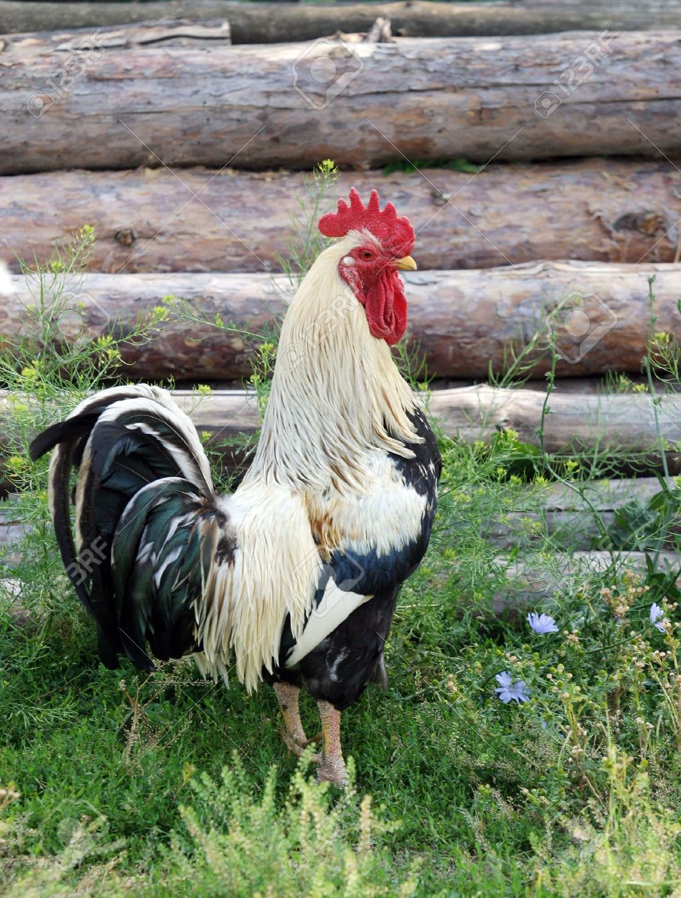 beautiful hens and roosters walking on the street - 19872283 beautiful hens and roosters walking on the street - 19872283