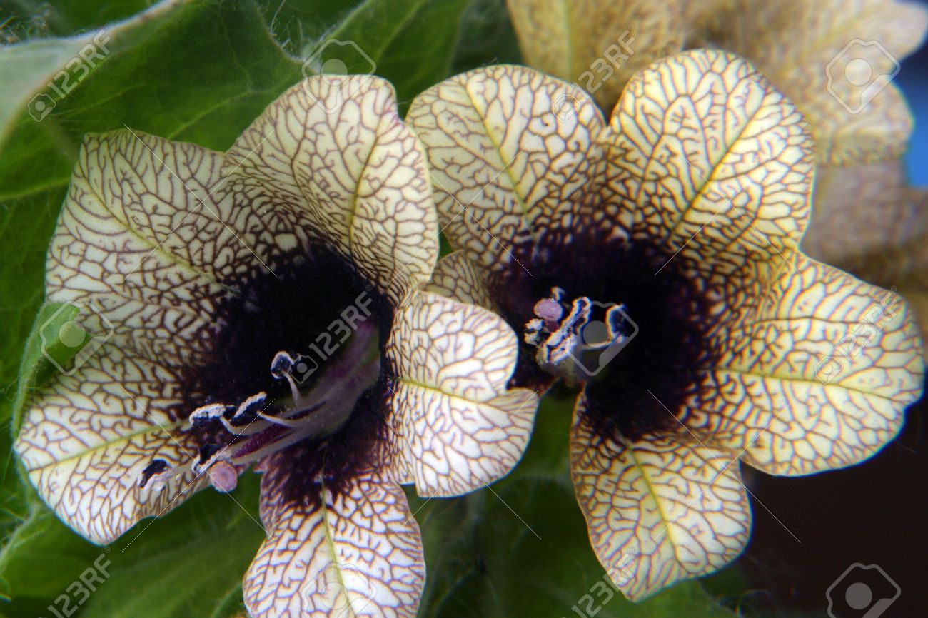 切り分けられた葉を持つ美しい毒花が咲く の写真素材 画像素材 Image