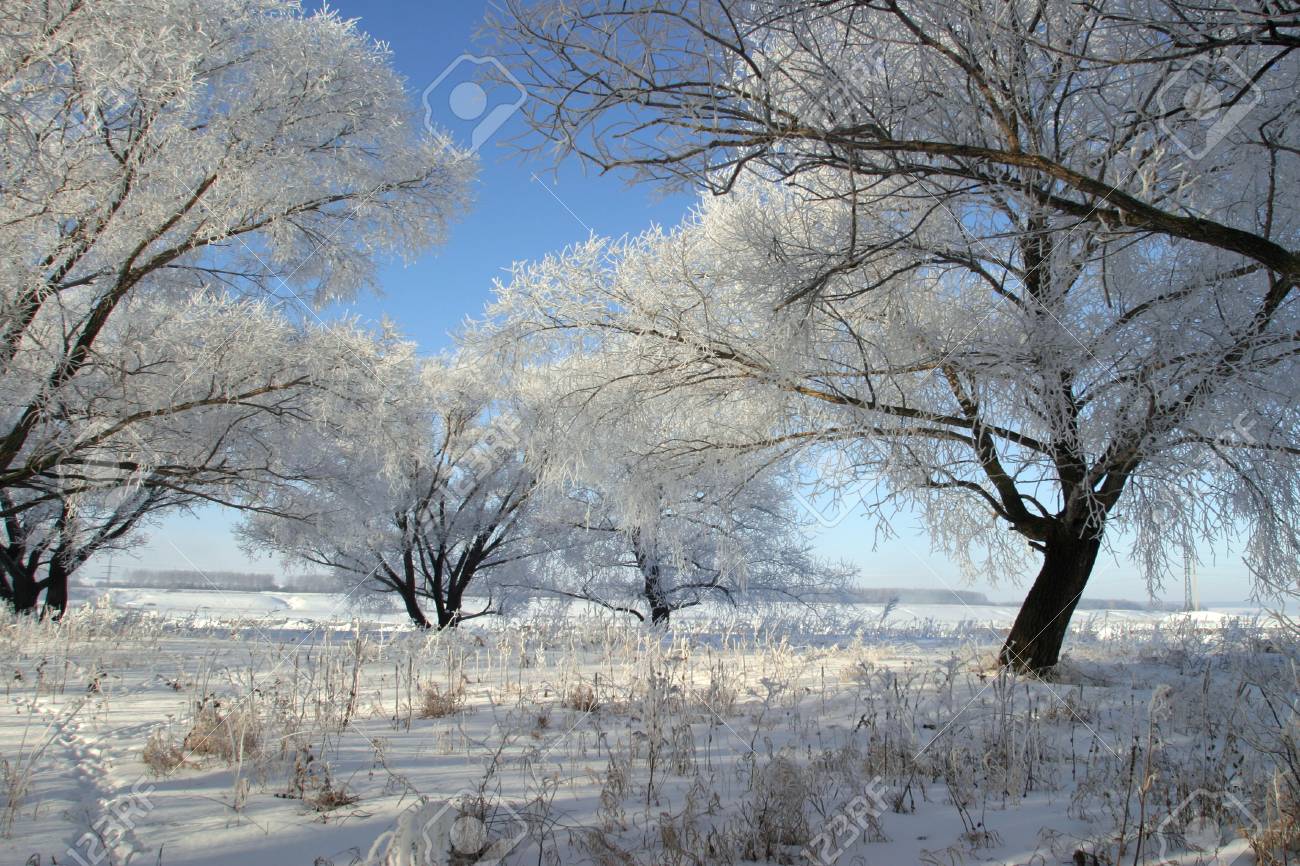 冬の霜で覆われた森の中で明るい凍りつくような朝の風景 の写真素材 画像素材 Image