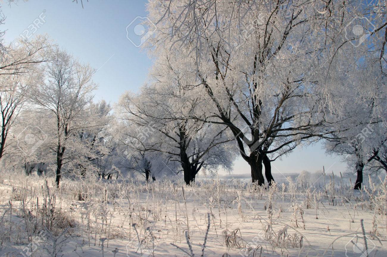 winter landscape bright frosty morning in the woods covered with frost - 22636049 winter landscape bright frosty morning in the woods covered with frost - 22636049