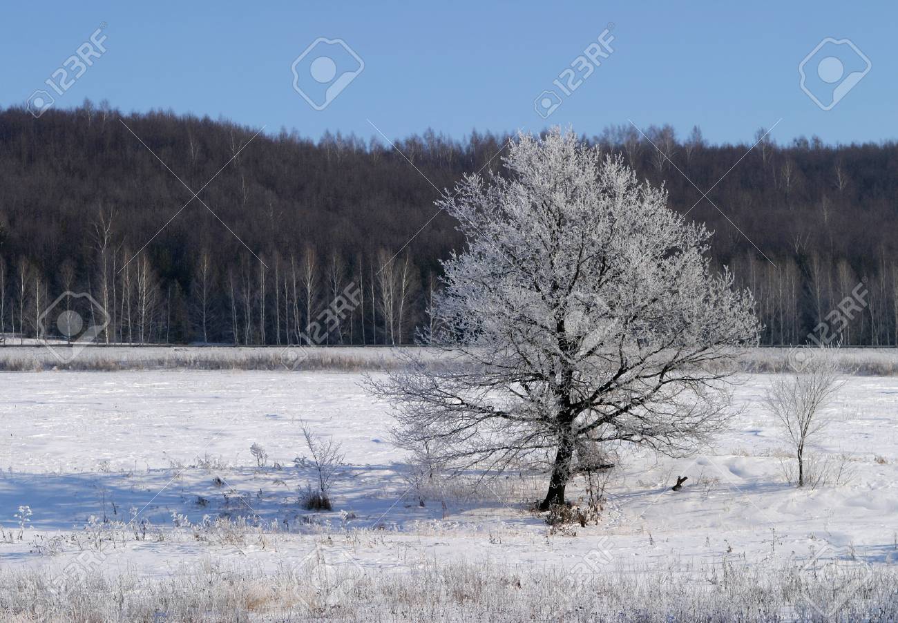 冬の霜で覆われた森の中で明るい凍りつくような朝の風景 の写真素材 画像素材 Image