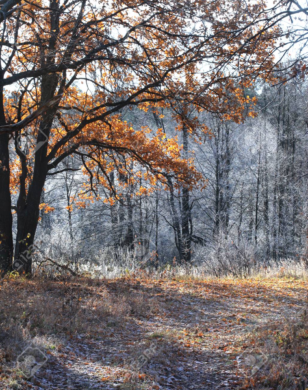 Early morning frost on leaves and grass-Victoria, British Columbia, Canada  Stock Photo - Alamy, image size:1029x1300