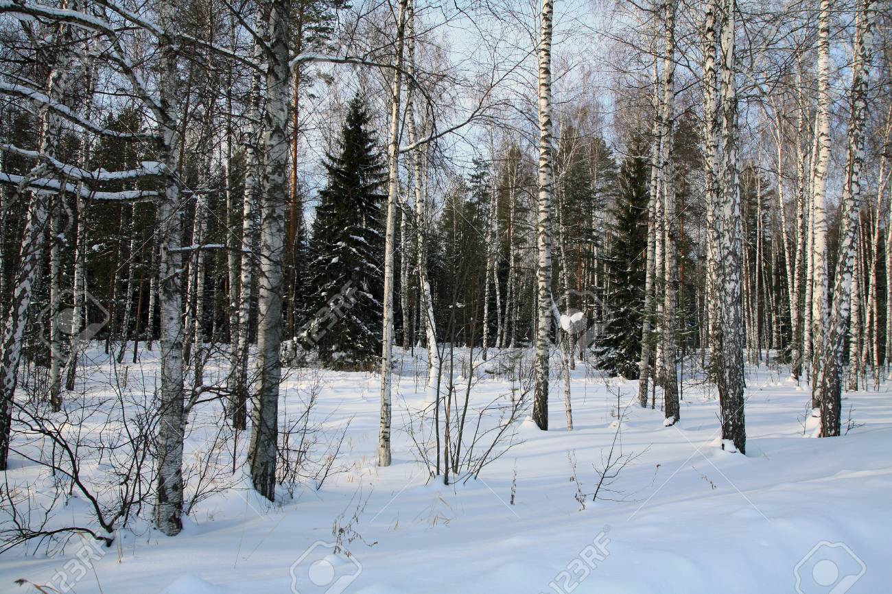 Paysage D Hiver De Foret Mixte De Bouleaux Et De Pins Dans La Neige Froide Journee Banque D Images Et Photos Libres De Droits Image