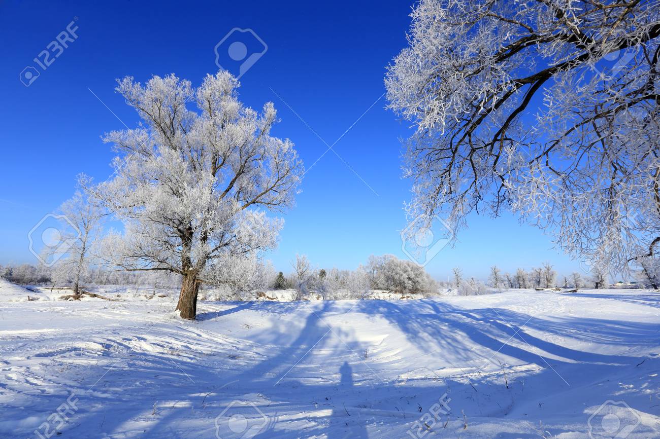 winter landscape frost oaks in sunny frosty morning - 37766510 winter landscape frost oaks in sunny frosty morning - 37766510
