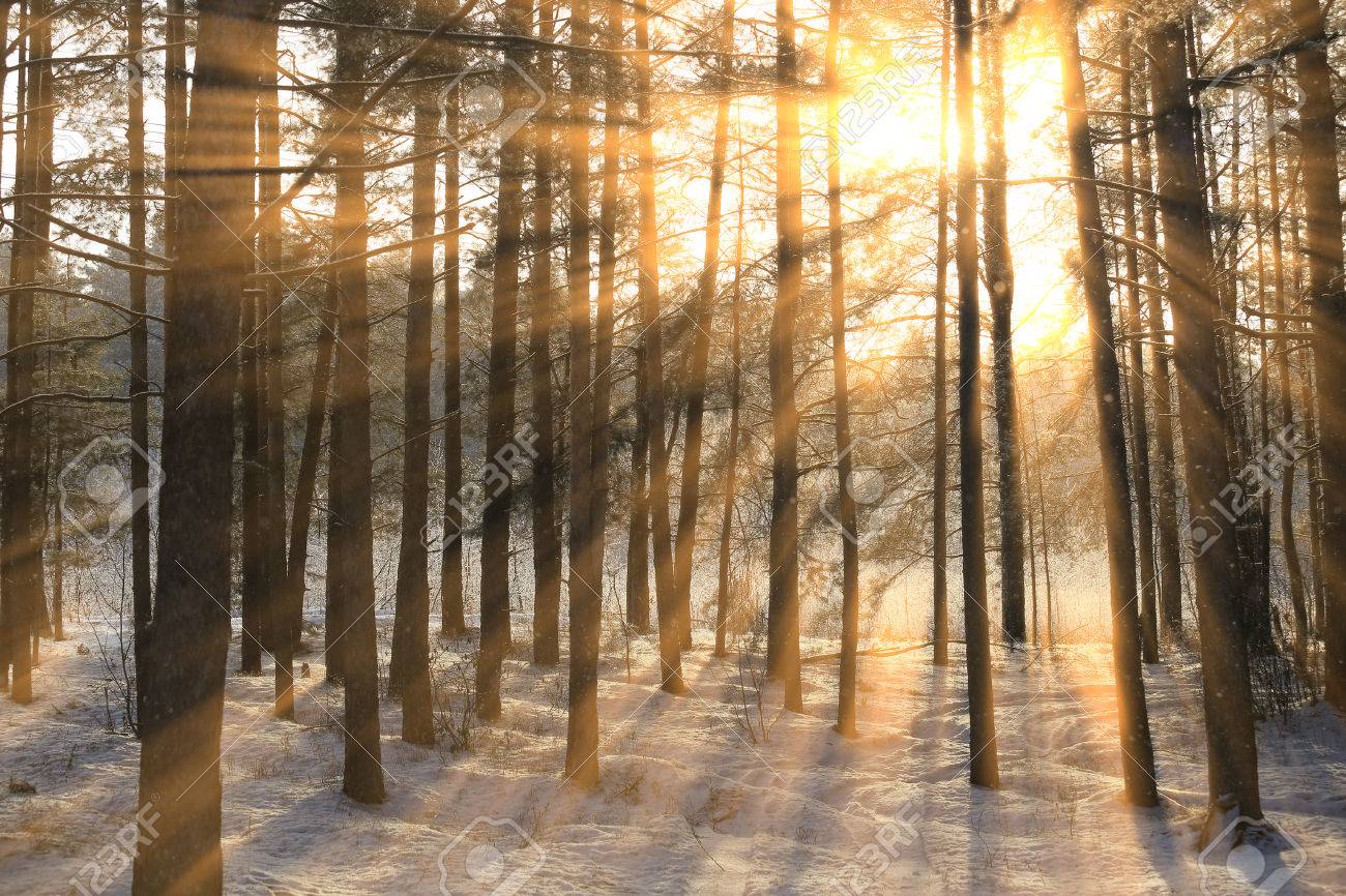 winter landscape of the sun's rays through the frosted branches of the trees in pine forest - 71337712 winter landscape of the sun's rays through the frosted branches of the trees in pine forest - 71337712