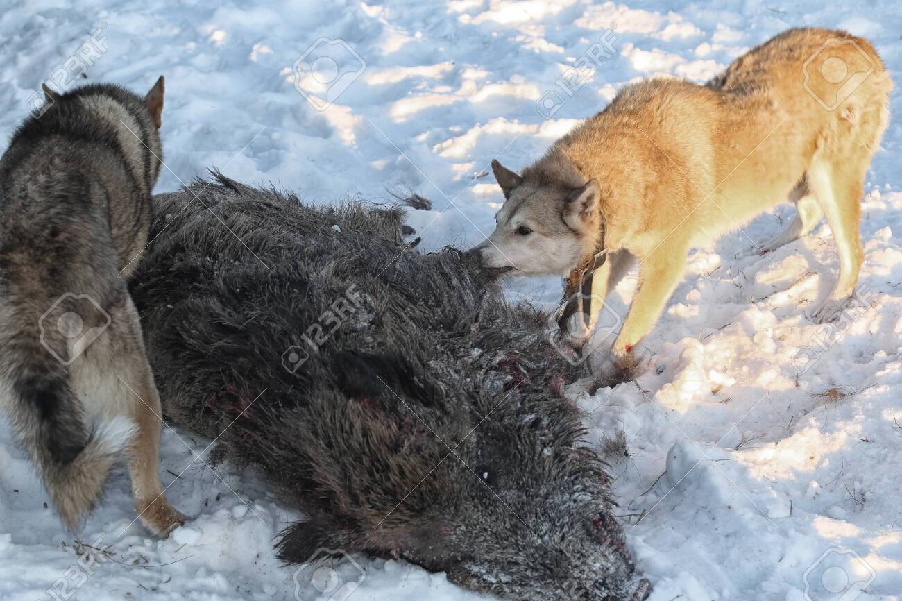 Hunting For A Wild Boar With Dogs (husky) Stock Photo, Picture and Royalty  Free Image. Image 130857453., image size:1300x866