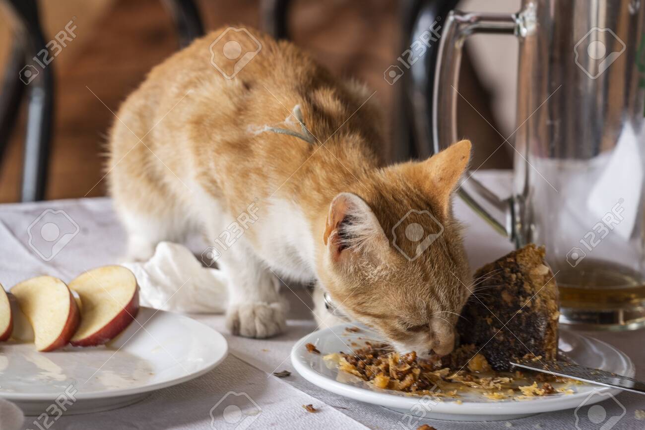 https://previews.123rf.com/images/saloniphoto/saloniphoto1901/saloniphoto190100195/115787148-a-cute-cat-enjoying-restaurant-food-on-the-table.jpg