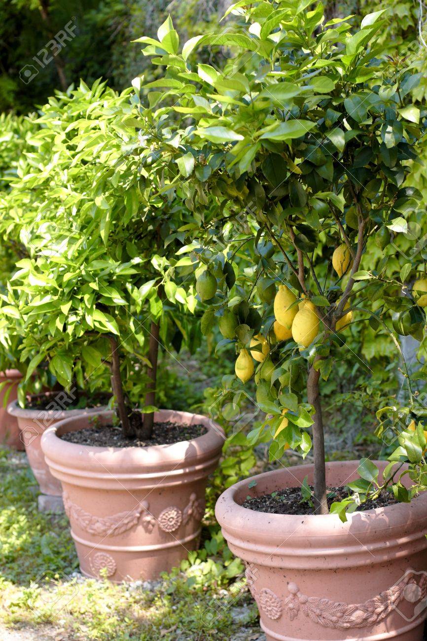 Lemon Trees Planted In Plant Pots And Lined Up Stock Photo Picture And Royalty Free Image Image