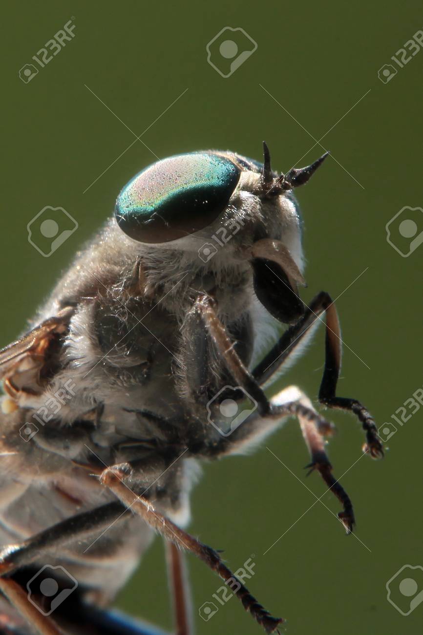 あぶ の写真素材 画像素材 Image